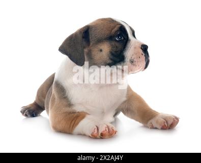 Chiot american bully in front of white background Banque D'Images