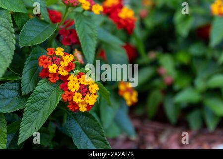 Grappes vibrantes de fleurs de lantana - rouges, oranges, jaunes fleurs - au milieu de feuilles vertes luxuriantes. Prise à Toronto, Canada. Banque D'Images