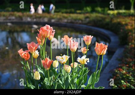 Tulipes - jardin botanique de Brooklyn Banque D'Images