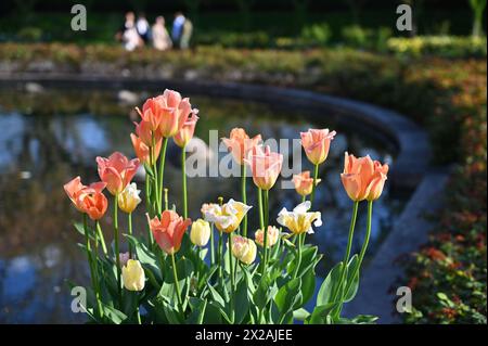 Tulipes - jardin botanique de Brooklyn Banque D'Images