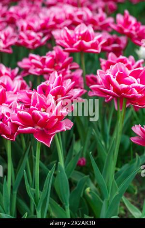 Rouge et blanc à fleurs de pivoine double tulipes précoces, Tulipa Banque D'Images