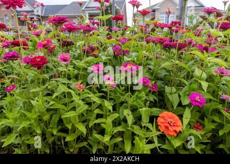 Fleurs de zinnia vibrantes - roses et rouges vifs - feuilles vertes luxuriantes - fond de maison de banlieue. Prise à Toronto, Canada. Banque D'Images