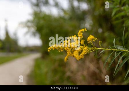 Fleurs jaune vif - verge d'or - fleurissent à côté d'un sentier de randonnée paisible - entouré d'une végétation luxuriante. Prise à Toronto, Canada. Banque D'Images