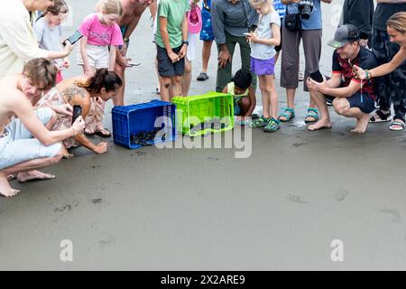 Les touristes lâchent bébé Olive ridley tortues (Lepidochelys olivacea), Laura tortues de boîtes de retour à l'océan, île de Damas, Costa rica Banque D'Images