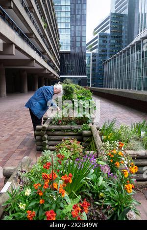 Femme plus âgée jardinant à l'extérieur de Barbican Estate appartements murales poussant dans des conteneurs de jardinières en bois au printemps City of London UK KATHY DEWITT Banque D'Images