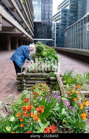 Immeubles de bureaux femme âgée jardinage à l'extérieur de Barbican Estate appartements fleurs orange dans des jardinières en bois Spring City of London UK KATHY DEWITT Banque D'Images