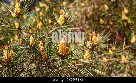 Jeunes pommes de pin jaune sur de longues pousses. Pinus densiflora Umbraculifera. Banque D'Images