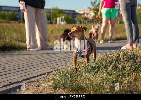 Les gens se tiennent debout avec leurs animaux de compagnie dans un parc de la ville et se parlent. Seules les jambes sont visibles. Un petit chien brun se tient devant et regarde dans le di Banque D'Images