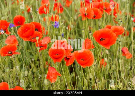 Fleurs de pavot (Papaver rhoeas), Bade-Württemberg, coquelicots rouges se distinguent au milieu de la nature verte d'un champ de printemps, fleurs de pavot (Papaver rhoeas), Ba Banque D'Images