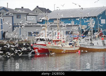 Mouettes volantes dans le port de pêche de Batsfjord, Lofoten, Norvège, Europe Banque D'Images