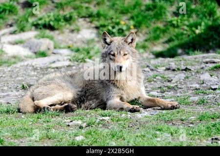 Loup de la vallée du Mackenzie (Canis lupus occidentalis), captif, Allemagne, Europe, Un seul loup repose sur le sol et regarde attentivement au loin, T Banque D'Images