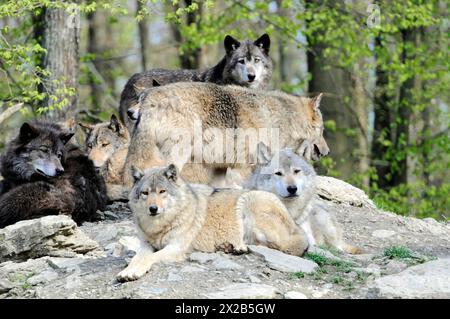 Loup de la vallée du Mackenzie (Canis lupus occidentalis), captif, Allemagne, Europe, meute de loups de différentes couleurs reposant sur et autour d'un rocher, Tierpa Banque D'Images