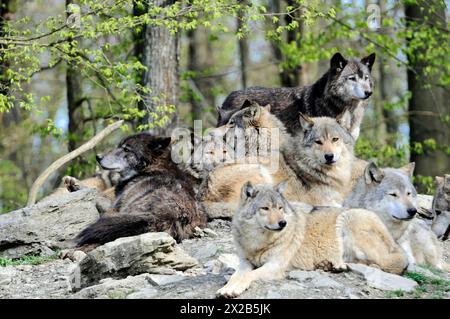 Loup de la vallée du Mackenzie (Canis lupus occidentalis), captif, Allemagne, Europe, Une meute de loups pose sur un rocher, certains regardent attentivement dans les environs Banque D'Images