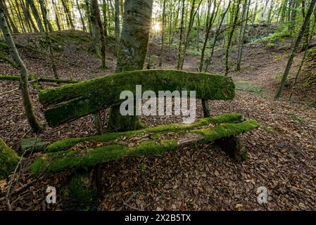 Banc vieilli, pourri et moussue fait de planches de bois brut, feuilles d'automne, étoile solaire, forêt de hêtres, Raumertswald, volcan, volcan Vogelsberg Banque D'Images