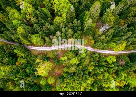 Vue aérienne de la spectaculaire forêt primitive de Kocevski rog aux couleurs printanières et une route de gravier, région de Dolenjska, Slovénie Banque D'Images