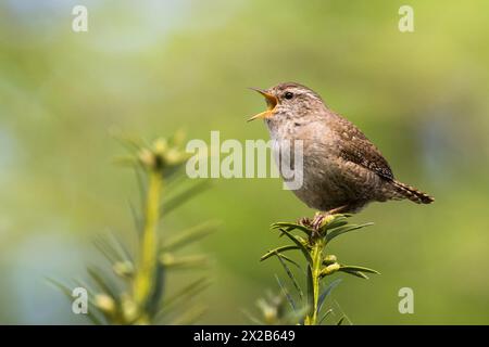 Wren eurasien (troglodytes troglodytes) l chant sur une branche avec un fond vert flou, Hesse, Allemagne Banque D'Images