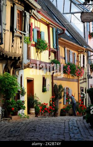 Eguisheim, Alsace, France, Europe, maisons colorées à colombages et un résident dans une ruelle de la vieille ville avec beaucoup de fleurs, l'Europe Banque D'Images