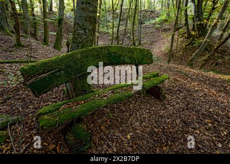 Banc vieilli, pourri et moussue fait de planches de bois brut, feuilles d'automne, contre-jour, forêt de hêtres, Raumertswald, volcan, volcan Vogelsberg Banque D'Images