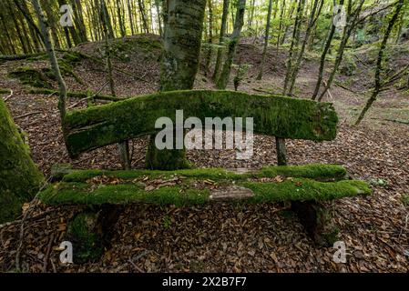 Banc vieilli, pourri et moussue fait de planches de bois brut, feuilles d'automne, contre-jour, forêt de hêtres, Raumertswald, volcan, volcan Vogelsberg Banque D'Images