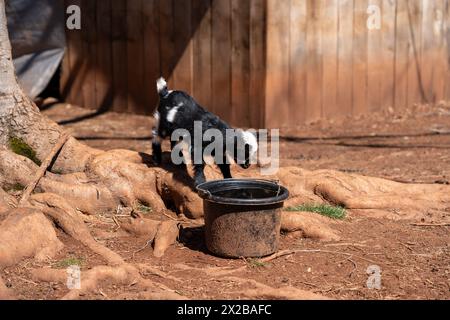 Bébé chèvre debout sur les racines des arbres pour boire de son seau d'eau. La chèvre est noire et blanche. Banque D'Images