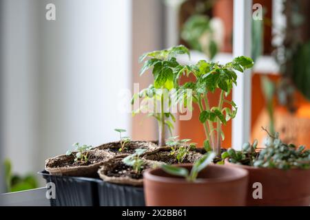 Plants de tomates biologiques poussant à partir de graines à la maison.. Banque D'Images