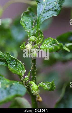 Puceron de pomme de terre sous serre Aulacorthum solani. Parasites sur les poivrons, principalement les bourgeons et les fleurs dans la serre. Banque D'Images