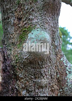 Capturez l'art de la nature avec cette ronce d'arbre ! Malgré son anomalie de croissance, c'est un matériau dans le travail du bois et la sculpture, ornant le mobilier et l'artisanat. Banque D'Images