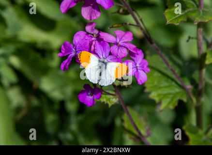 Papillon à pointe orange (Anthocharis cardamines) dans la campagne anglaise au printemps prendre le nectar de la fleur sauvage honnêteté, Lunaria annua Banque D'Images