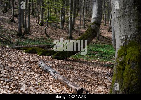 Parc national de Bieszczady dans le sud de la Pologne. Des hêtres sont photographiés dans la forêt du parc national de Bieszczady près d'Ustrzyki Gorne, en Pologne, le 20 avril 2024. Le parc national de Bieszczady est le troisième plus grand parc national de Pologne, situé dans la voïvodie sous-carpathique dans le sud-est du pays. En 2021, le parc national est devenu un site du patrimoine mondial de l'UNESCO en tant qu'extension des forêts de hêtres antiques et primitives des Carpates et d'autres régions d'Europe. Ustrzyki Gorne Lutowiska Pologne Copyright : xAleksanderxKalkax Banque D'Images