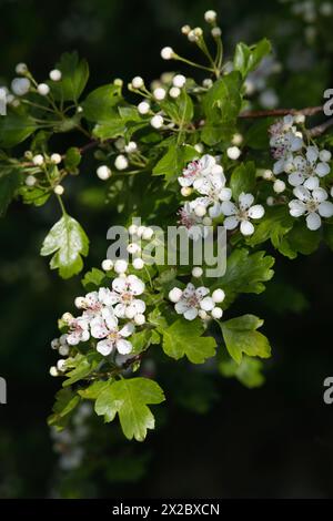 Fleurs blanches et bourgeons de fleurs contre les feuilles vert vif sur un aubépine commun (Crataegus monogyna) au printemps Banque D'Images