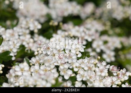 Bandes de fleurs blanches sur un buisson d'aubépine (Crataegus monogyna) fleurissant dans une haie au printemps Banque D'Images