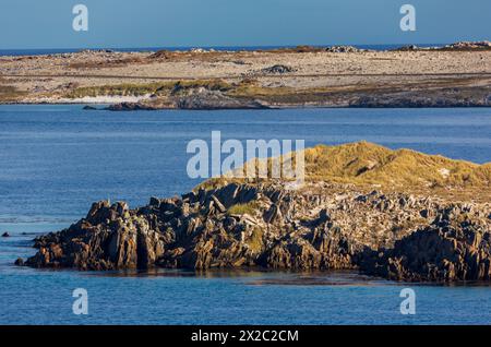 Yorke Bay, Port Stanley, Îles Falkland, Royaume-Uni Banque D'Images