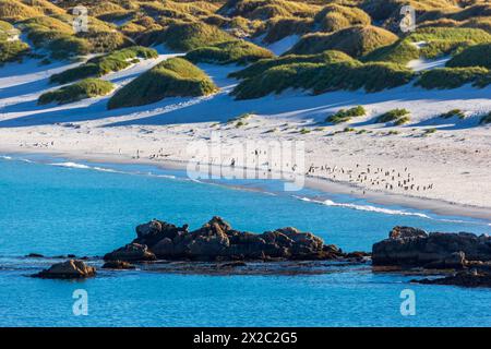 Yorke Bay, Port Stanley, Îles Falkland, Royaume-Uni Banque D'Images