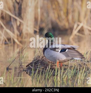 Canard colvert mâle en gros plan dans un habitat de milieu humide Banque D'Images