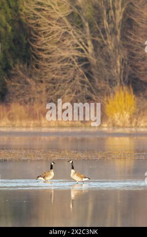 Couple accouplé de bernaches du Canada à la lumière du matin dans un habitat de milieu humide en Ontario au printemps Banque D'Images