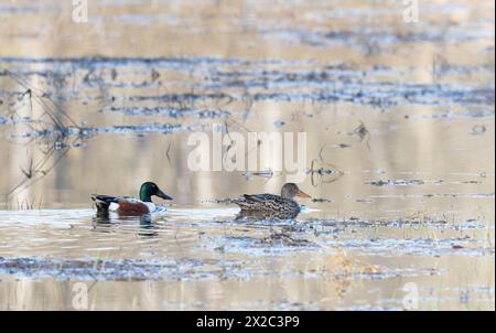 Couple accouplé de canards pelles du Nord sur l'eau au printemps en Ontario Banque D'Images