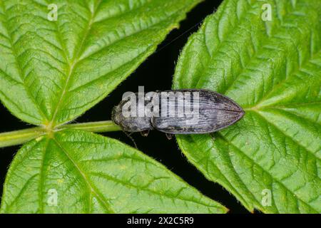 Prosternon tessellatum Family Elateridae genus Prosternon Chequered cliquez coléoptère nature sauvage photographie d'insectes, image, papier peint Banque D'Images