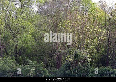 Laubmisch- und Auenwald Großflächiger Laubmischwald und Auenwald an der Ruhr BEI Essen im Frühling *** forêts mixtes de feuillus et de plaine inondable forêts mixtes de feuillus et de plaine inondable sur la Ruhr près d'Essen au printemps Banque D'Images