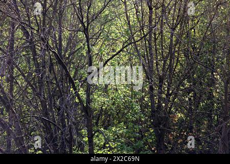 Laubmisch- und Auenwald Großflächiger Laubmischwald und Auenwald an der Ruhr BEI Essen im Frühling *** forêts mixtes de feuillus et de plaine inondable forêts mixtes de feuillus et de plaine inondable sur la Ruhr près d'Essen au printemps Banque D'Images