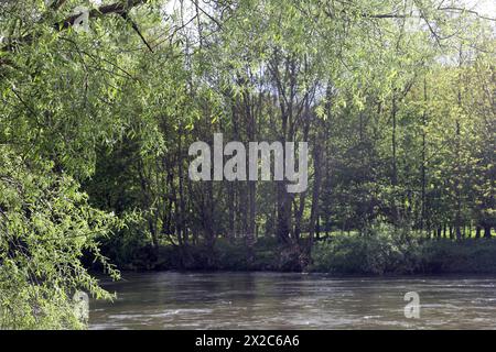 Laubmisch- und Auenwald Großflächiger Laubmischwald und Auenwald an der Ruhr BEI Essen im Frühling *** forêts mixtes de feuillus et de plaine inondable forêts mixtes de feuillus et de plaine inondable sur la Ruhr près d'Essen au printemps Banque D'Images