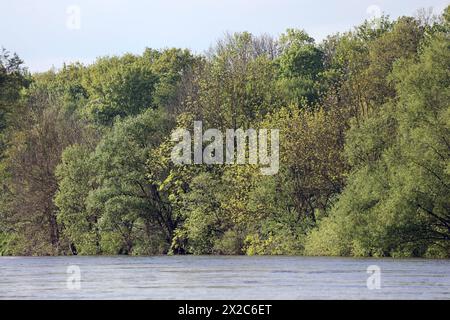 Laubmisch- und Auenwald Großflächiger Laubmischwald und Auenwald an der Ruhr BEI Essen im Frühling *** forêts mixtes de feuillus et de plaine inondable forêts mixtes de feuillus et de plaine inondable sur la Ruhr près d'Essen au printemps Banque D'Images