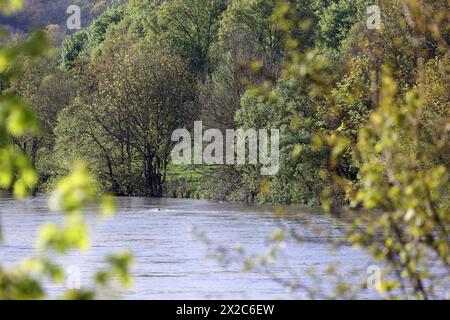 Laubmisch- und Auenwald Großflächiger Laubmischwald und Auenwald an der Ruhr BEI Essen im Frühling *** forêts mixtes de feuillus et de plaine inondable forêts mixtes de feuillus et de plaine inondable sur la Ruhr près d'Essen au printemps Banque D'Images