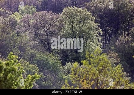 Laubmisch- und Auenwald Großflächiger Laubmischwald und Auenwald an der Ruhr BEI Essen im Frühling *** forêts mixtes de feuillus et de plaine inondable forêts mixtes de feuillus et de plaine inondable sur la Ruhr près d'Essen au printemps Banque D'Images