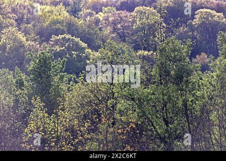 Laubmisch- und Auenwald Großflächiger Laubmischwald und Auenwald an der Ruhr BEI Essen im Frühling *** forêts mixtes de feuillus et de plaine inondable forêts mixtes de feuillus et de plaine inondable sur la Ruhr près d'Essen au printemps Banque D'Images