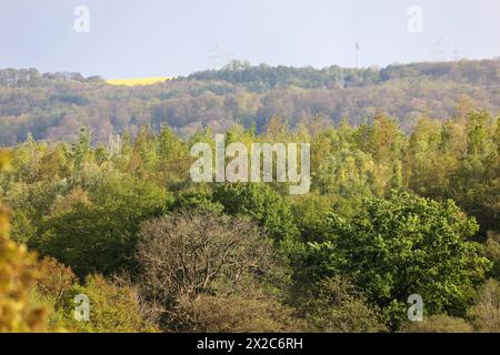 Laubmisch- und Auenwald Großflächiger Laubmischwald und Auenwald an der Ruhr BEI Essen im Frühling *** forêts mixtes de feuillus et de plaine inondable forêts mixtes de feuillus et de plaine inondable sur la Ruhr près d'Essen au printemps Banque D'Images