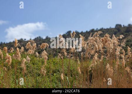 Mise au point sélective du paysage naturel. Ciel bleu et arbres sur la colline. Banque D'Images