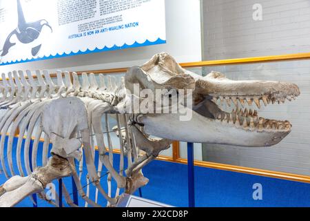 Squelette de baleine orque « Old Tom » au Killer Whale Museum, Imlay Street, Eden, Nouvelle-Galles du Sud, Australie Banque D'Images