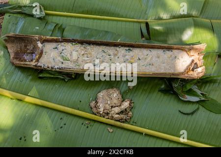 Morceaux de bambou servant d'assiette pour la soupe dans une forêt près de la ville de Luang Namtha, Laos Banque D'Images