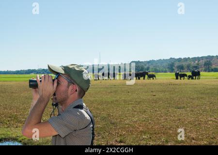 Touriste sur la croisière sur la rivière Chobe regardant un entendu parler des éléphants à l'approche de la rivière Banque D'Images