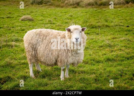 Un seul mouton se trouve dans un champ d'herbe verte sur une ferme en Nouvelle-Zélande Banque D'Images